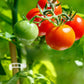🗜️Klipjes voor klimplanten – Plastic tomatenbinders en plantenbevestigingen 🌱🍅