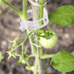 🗜️Klipjes voor klimplanten – Plastic tomatenbinders en plantenbevestigingen 🌱🍅