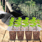 💎60% KORTING! 💎 Kweekbakken met groeilamp – Vochtregulatie, transparant en volspectrum licht 🌱💡
